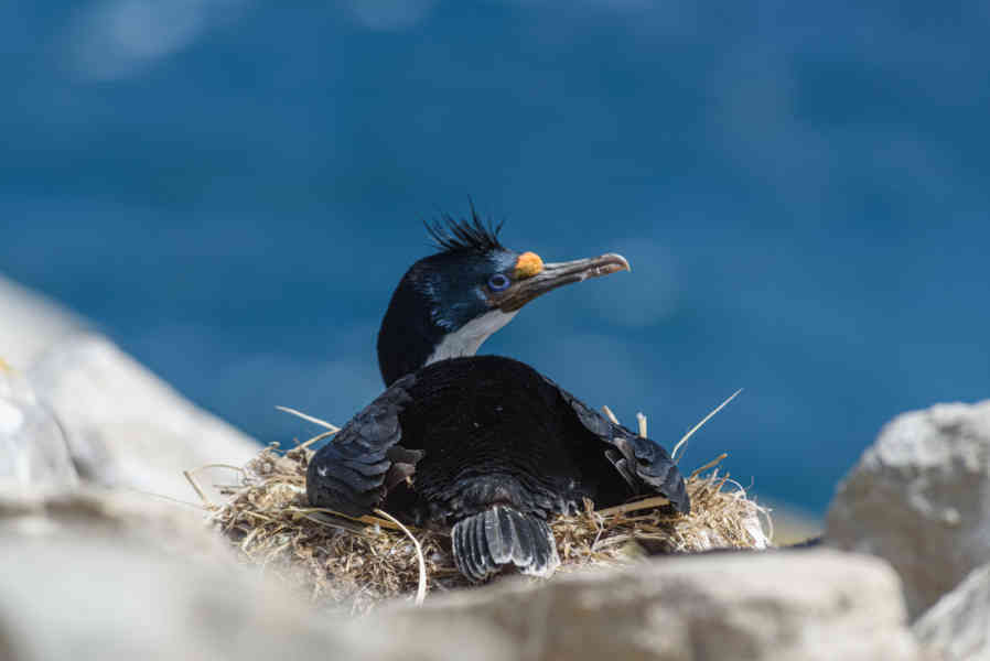 Cormoran Real - islas Falkand o Malvinas 01.jpg